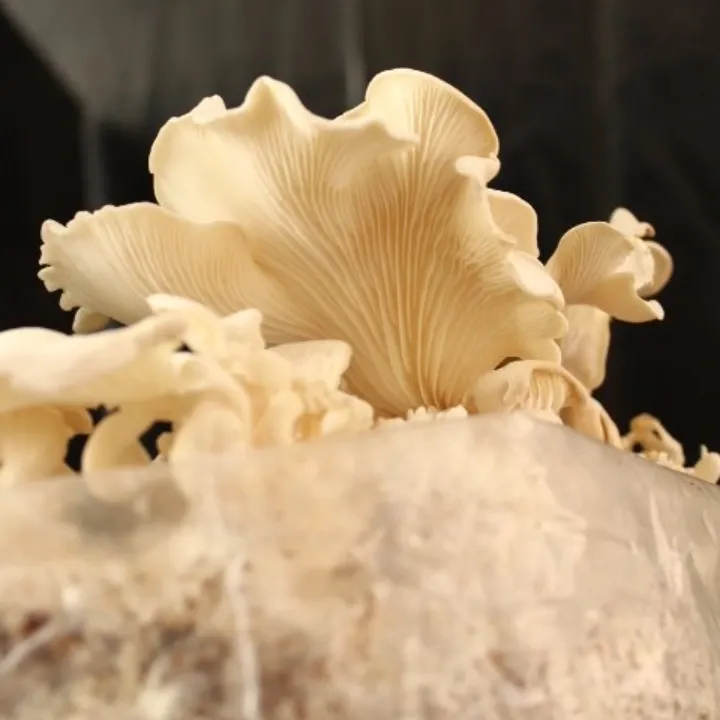 Seta blanca Zoom 1.webp