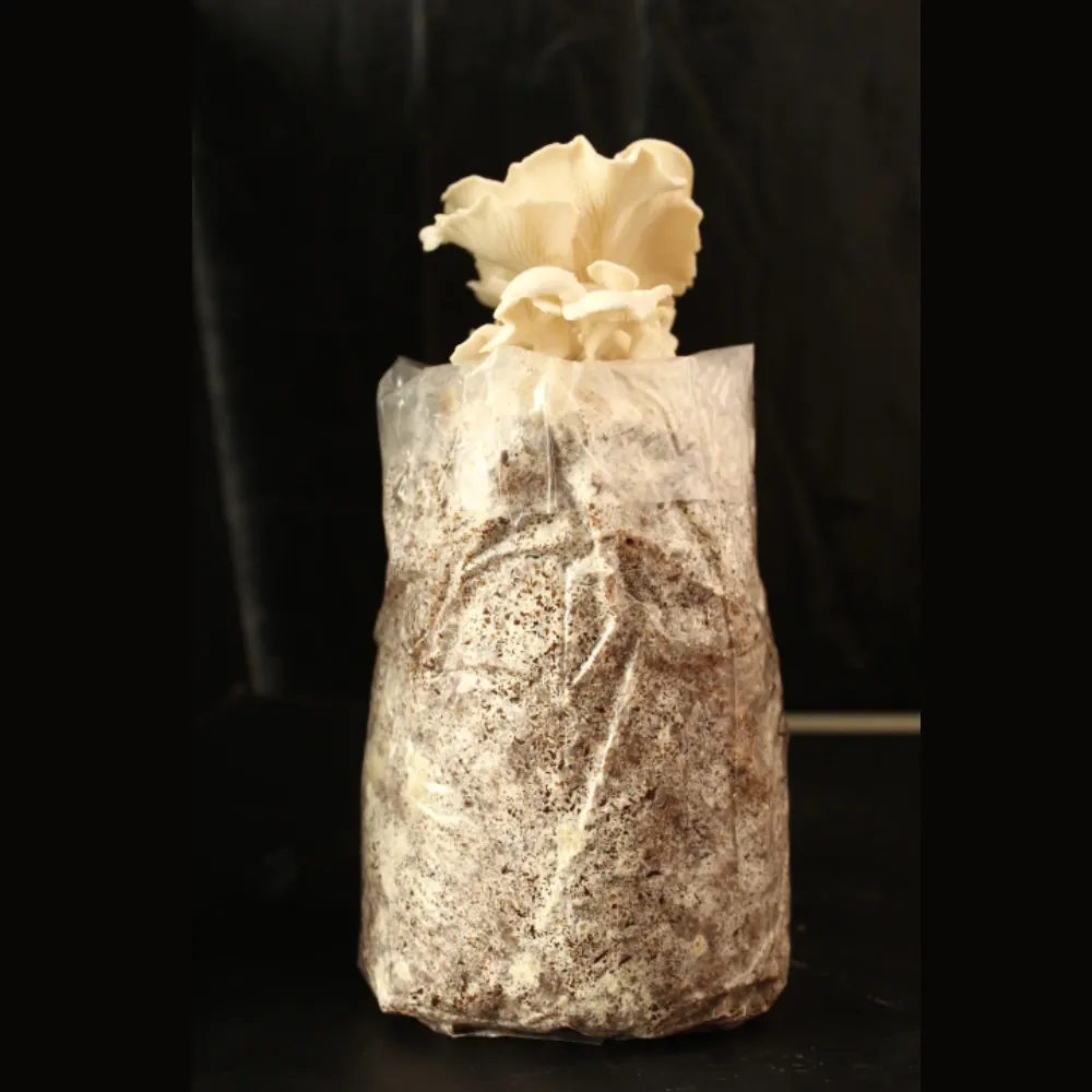 Seta blanca fructificada.webp