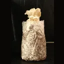 Seta blanca fructificada.webp
