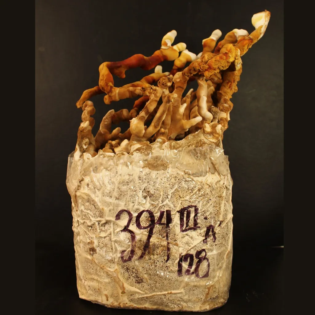 Ganoderma reishi M.webp
