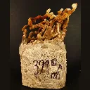 Ganoderma reishi M.webp