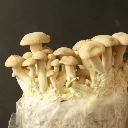 Eryngii zoom.webp