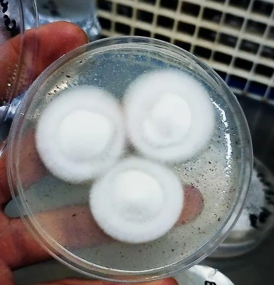 Cepas de hongos medicinales