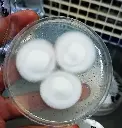 Cepas de hongos medicinales