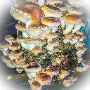 Shiitake deshidratado