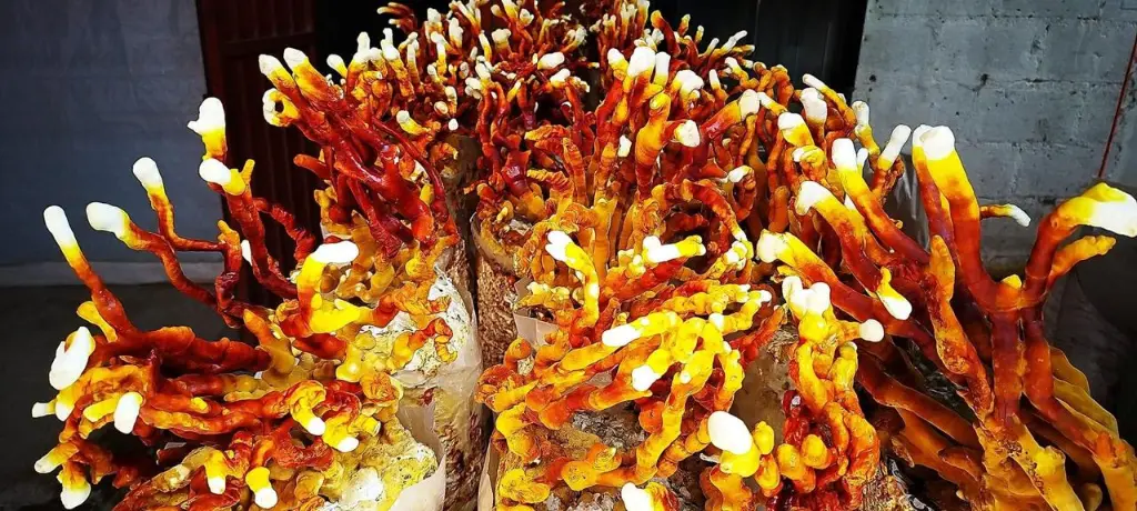 Ganoderma deshidratado