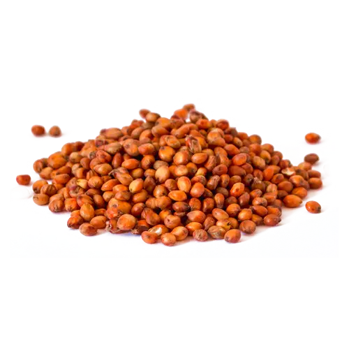 semilla de Sorgo limpio para la producción de hongos