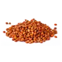 semilla de Sorgo limpio para la producción de hongos