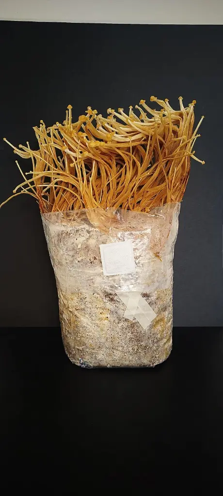 Kit de cultivo enoki (flammulina velutipes)