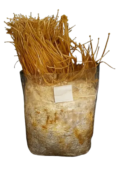 Kit de cultivo enoki (flammulina velutipes)
