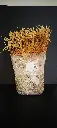 Kit de cultivo enoki (flammulina velutipes)