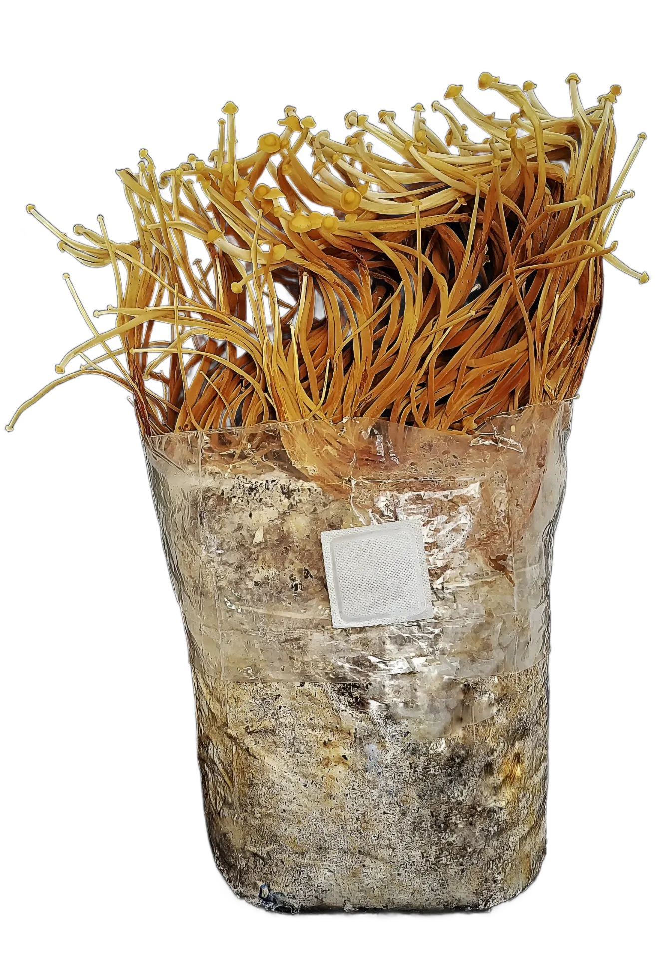 Mushbag de Fructificación - Enoki (1.5 kg)