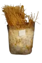 Mushbag de Fructificación - Enoki