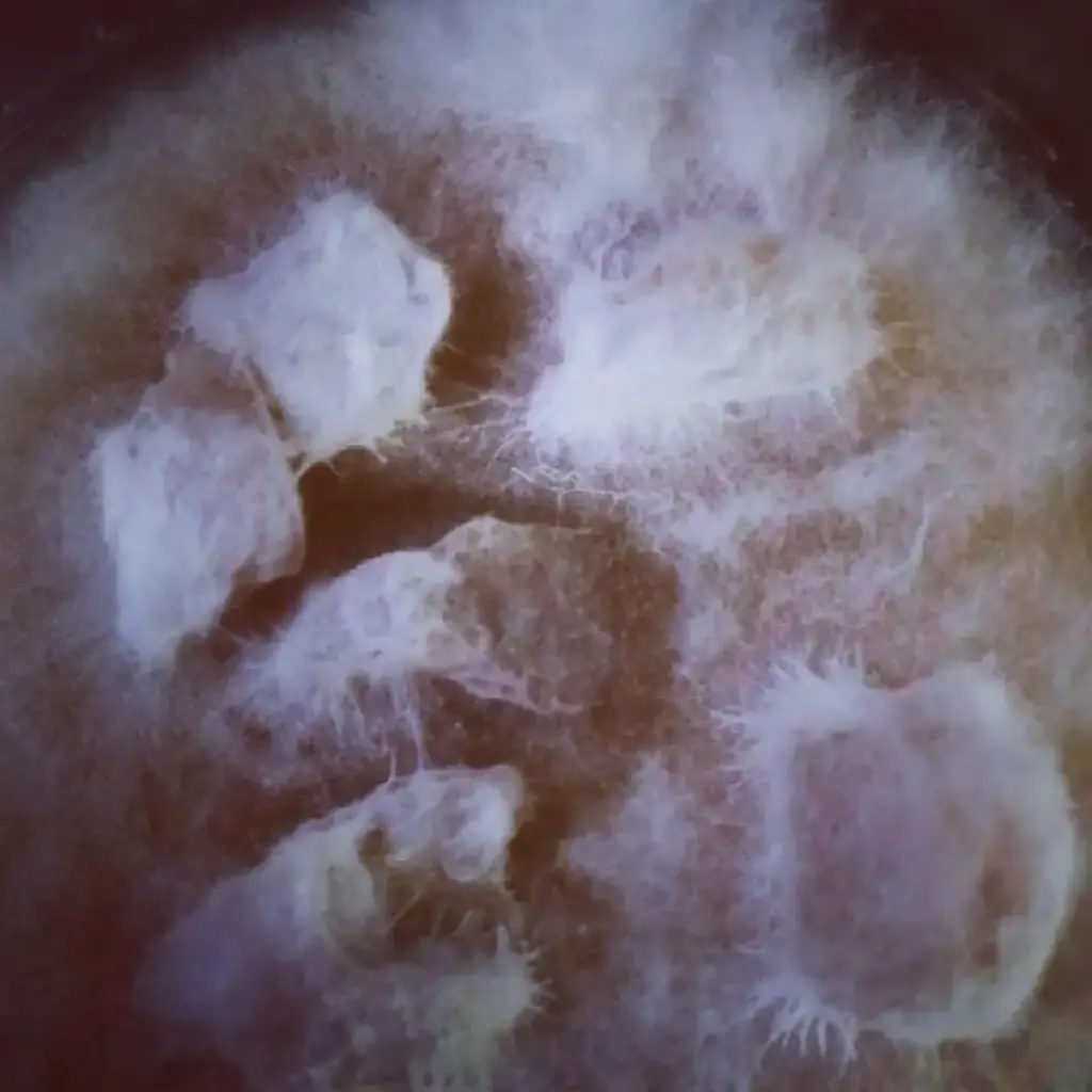 Cepa de portobello (Agaricus bisporus)