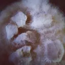 Cepa de portobello (Agaricus bisporus)