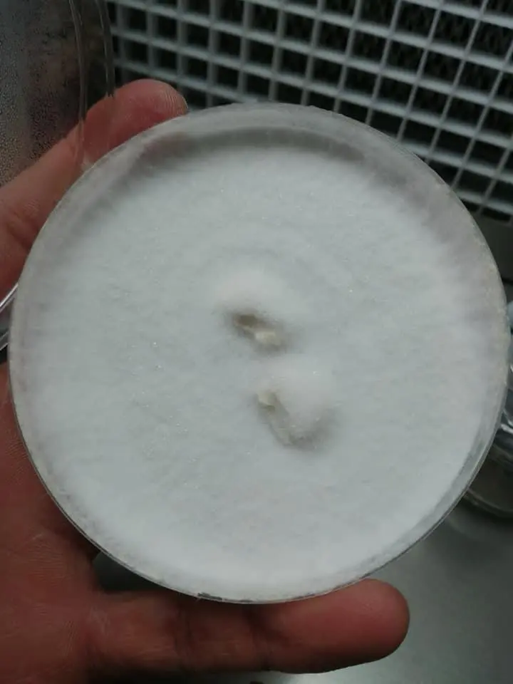 Cepa de Pleurotus Blanca (CP-BMX-012) (CP-EMX20)