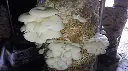 Cepa de Pleurotus Blanca (CP-BMX-012)