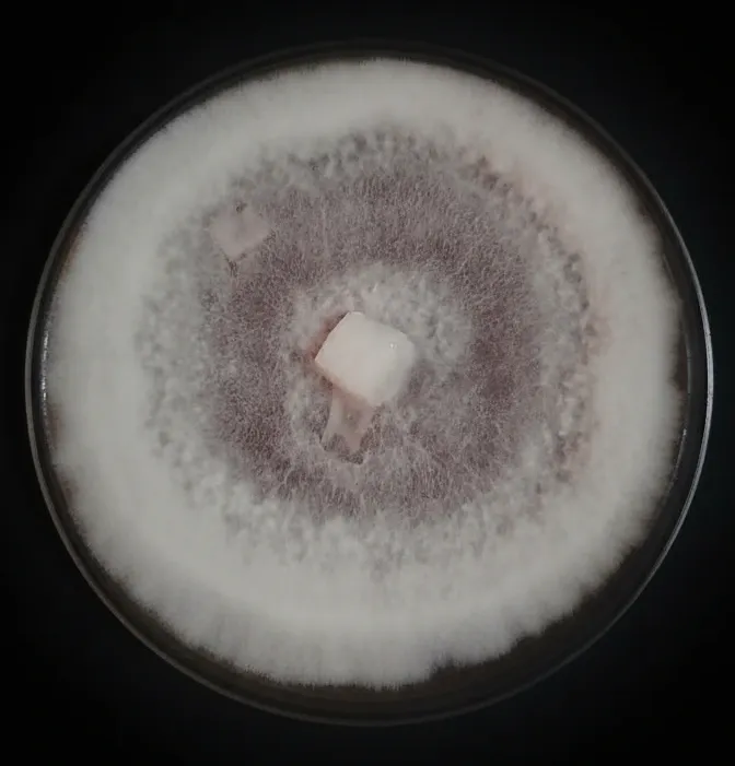 Reishi - M
