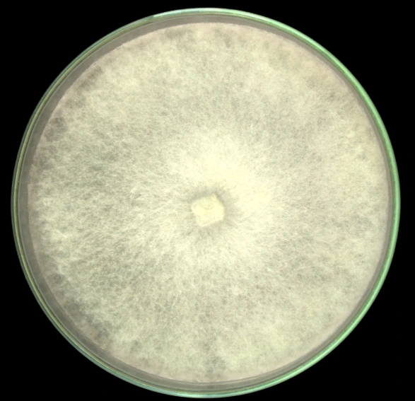 Enokitake Golden
