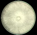 Enokitake Golden