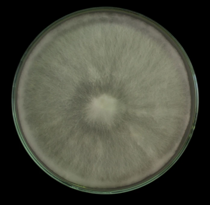 Seta Blanca