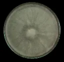 Seta Blanca