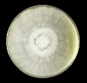 Seta Perla
