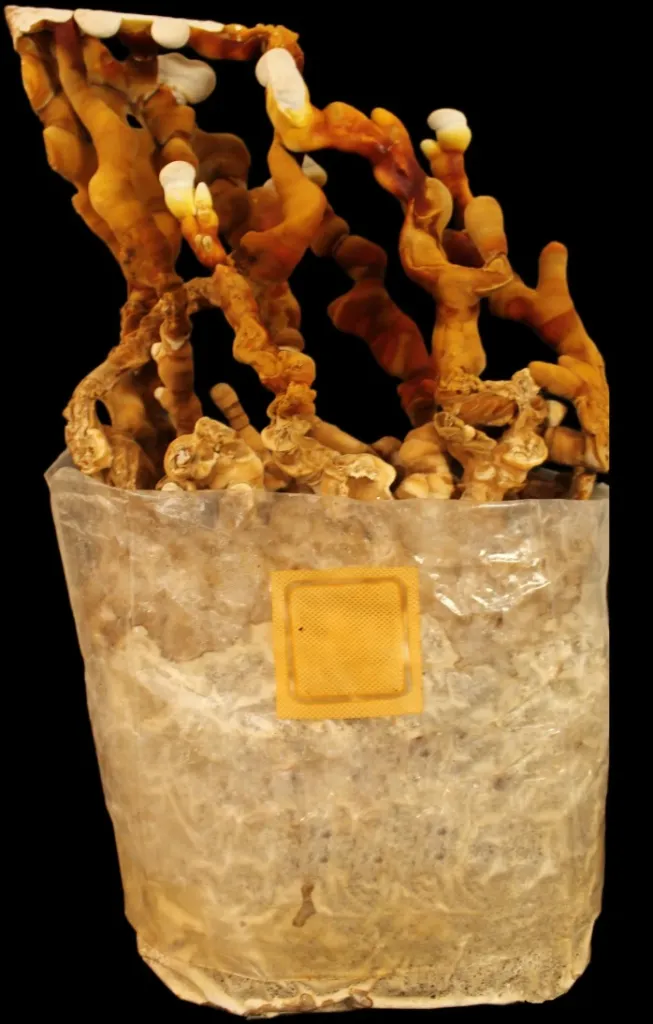 Mushbag de Fructificación - Reishi - M (1.5 kg)