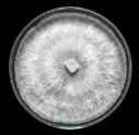 Shiitake