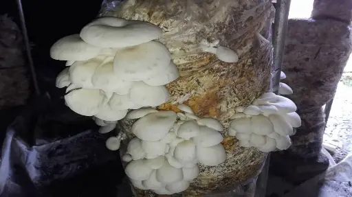 Cepa de Pleurotus Blanca (CP-BMX-012)