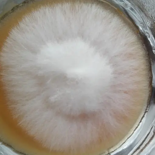 Cepa de Pleurotus