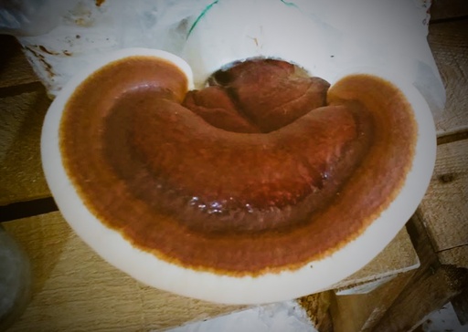 Ganoderma deshidratado