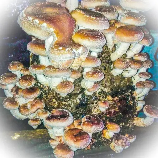 Shiitake deshidratado