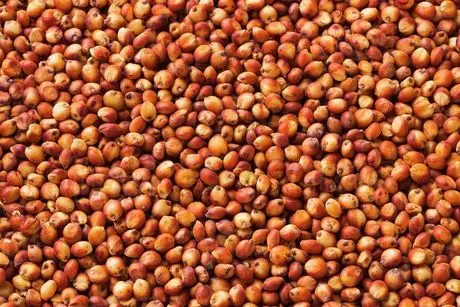 Semilla de sorgo entero limpio e irradiado con luz UV para el cultivo de hongos