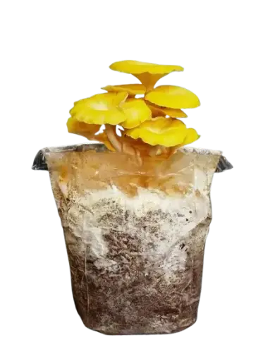 Kit de cultivo enoki (flammulina velutipes)