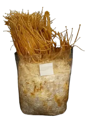Kit de cultivo enoki (flammulina velutipes)
